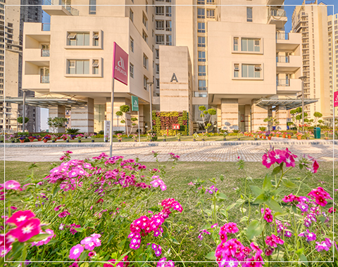 pioneer park araya site plan